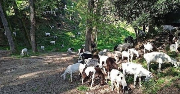 Ramat de cabrum al Montseny