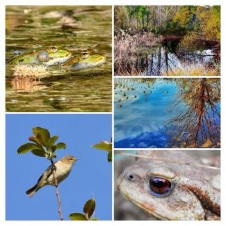 Fauna existent a l'antic golf de Can Bosc (Sant Feliu de Codines)
